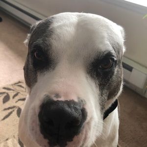 Meet your Posher, Rory